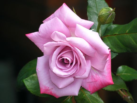 Paradise photo par2013_06270002_zps739b0d76.jpg